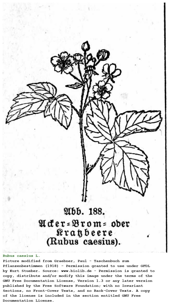 Rubus caesius L.